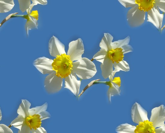 Free Daffodil Backgrounds For Websites, Spaces & Blogs
