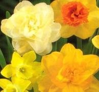 Daffodils As A Herbal Cure