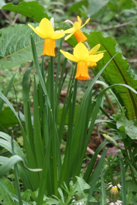 Three graceful daffodils - photo of three daffodils