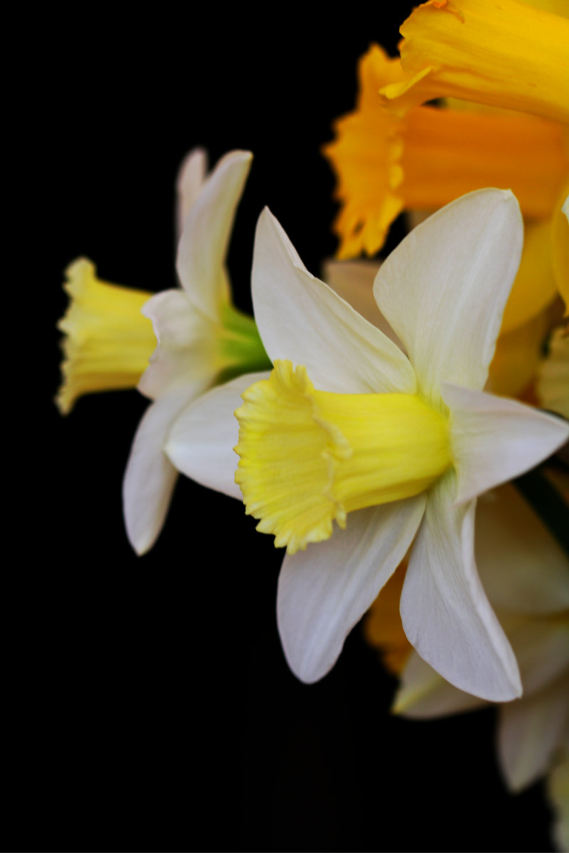 Daffodil Ballerina by Starfields