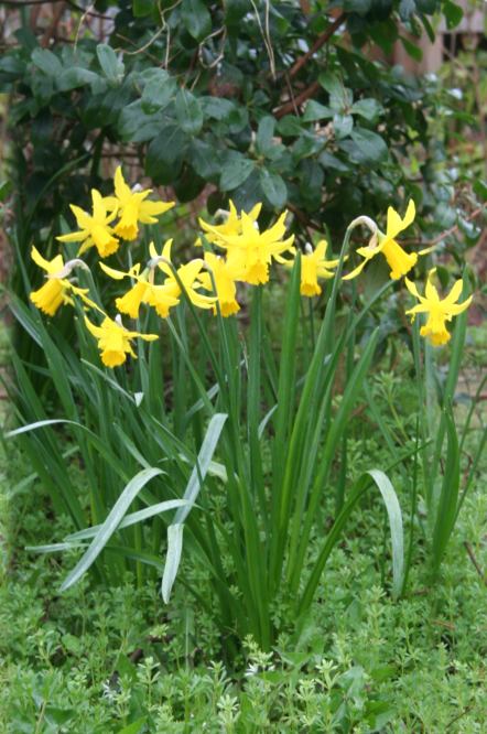 Daffodil picture, Daffodil Family
