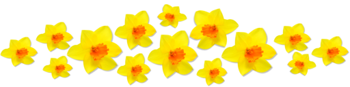 Lots of daffodils! 