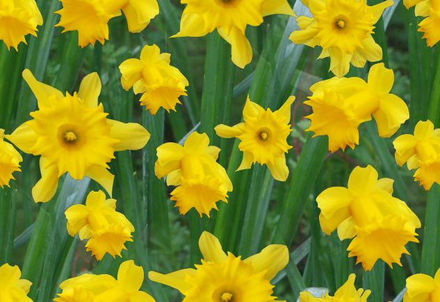 A host of golden daffodils seamless repeating background image