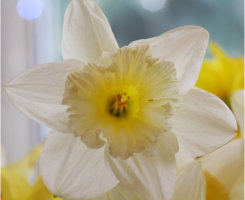 Daffodil Party - Daffodil Photos 2013